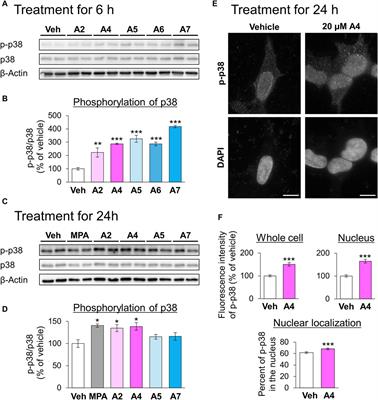 Identification of a novel aromatic-turmerone analog that activates chaperone-mediated autophagy through the persistent activation of p38